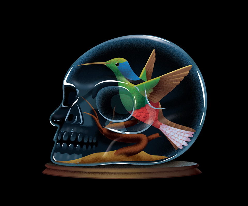 Hummingbird Salamander
